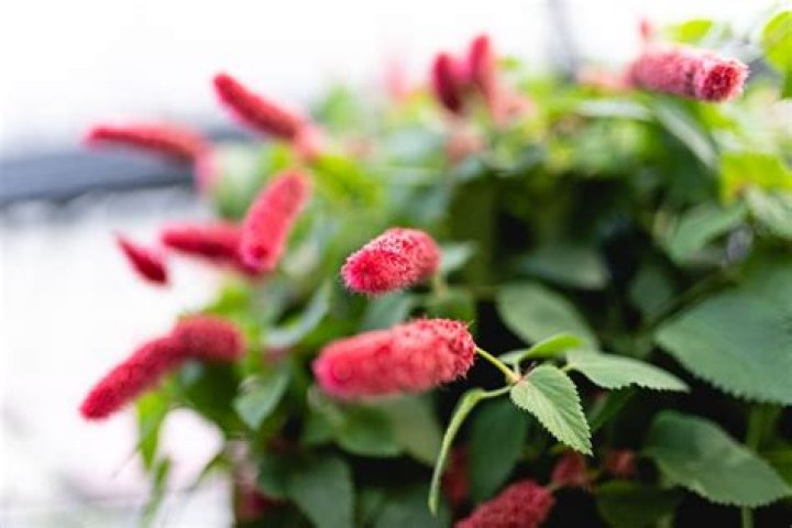 How do you root a chenille plant