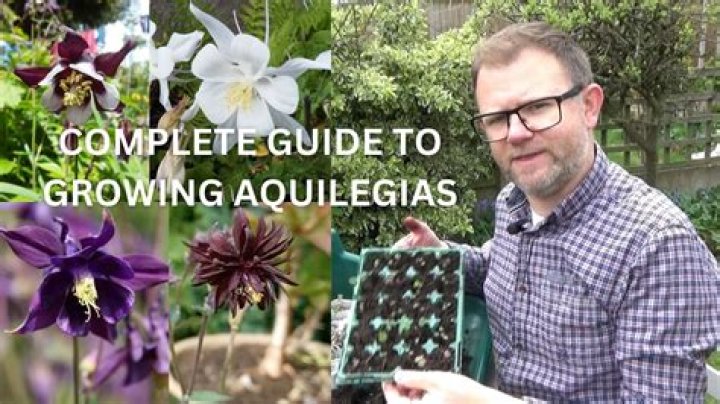 How do you split aquilegia