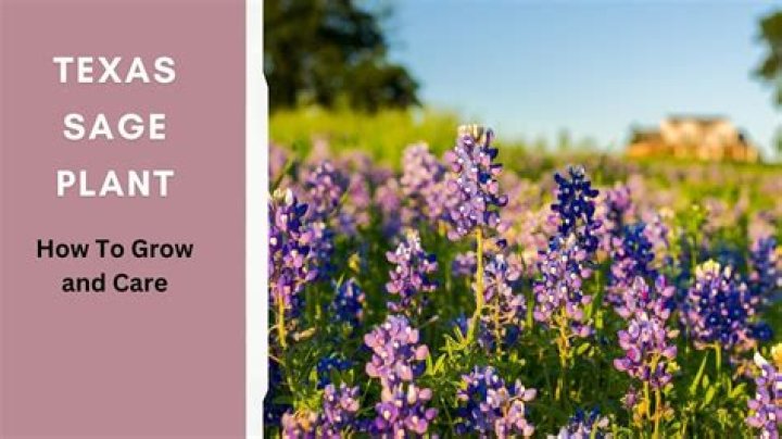 How do you take care of a Texas sage plant
