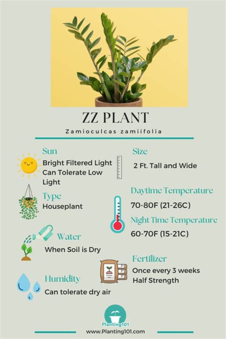 How do you take care of a ZZ plant