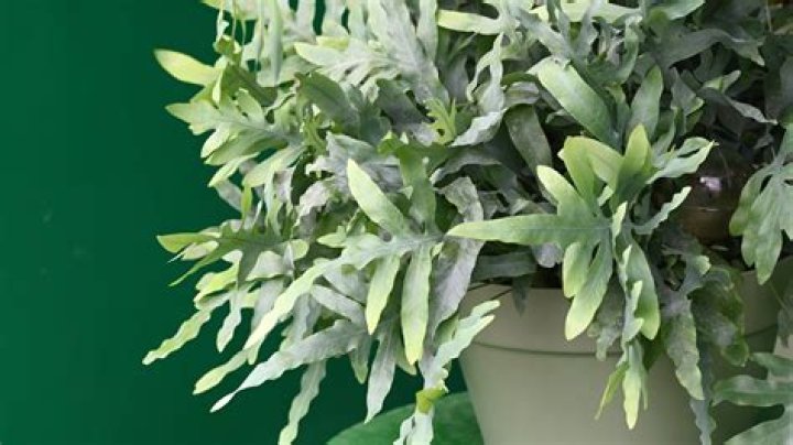 How do you take care of silver lace ferns