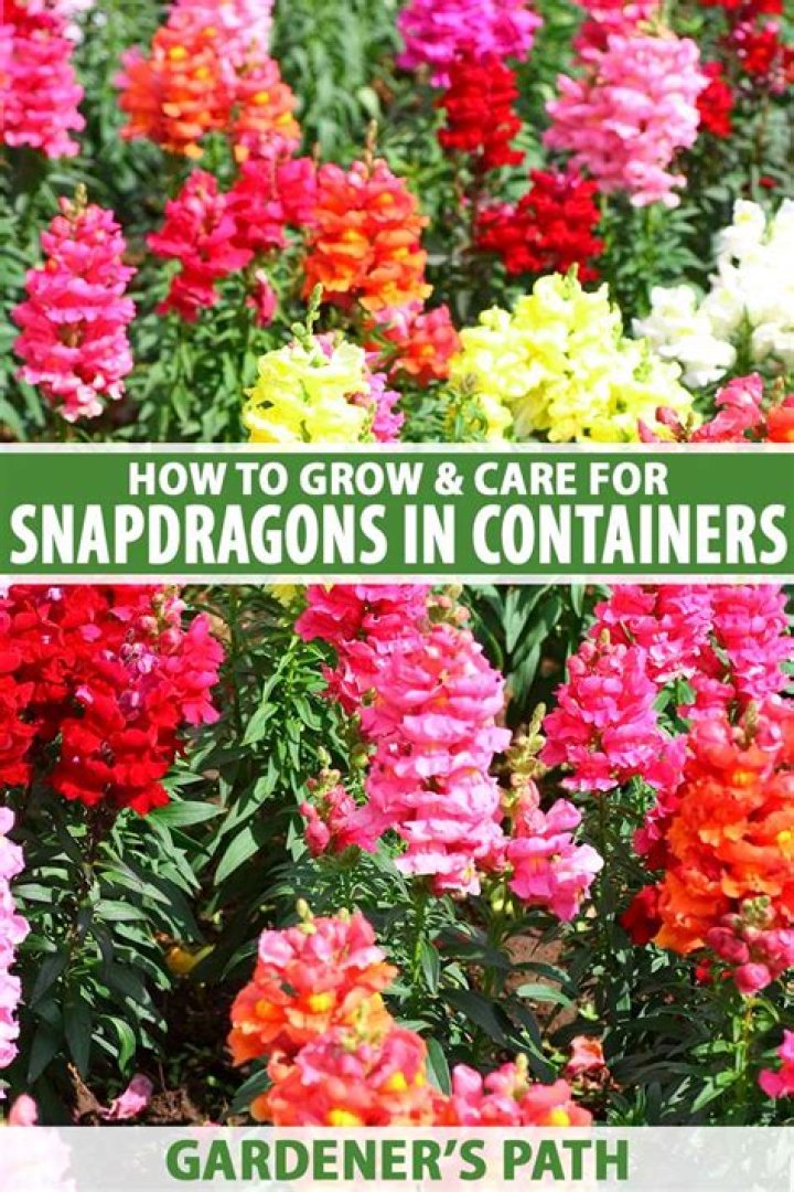 How do you take care of snapdragons in a pot