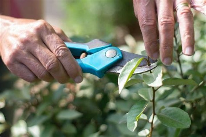 How do you take cuttings from orange blossoms