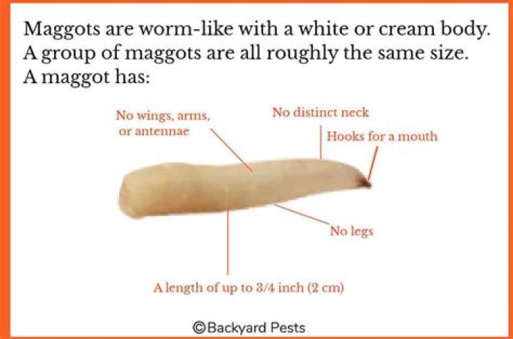 How do you tell if its a maggot