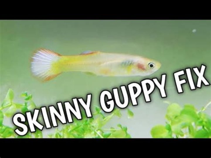 How do you treat a sick guppy