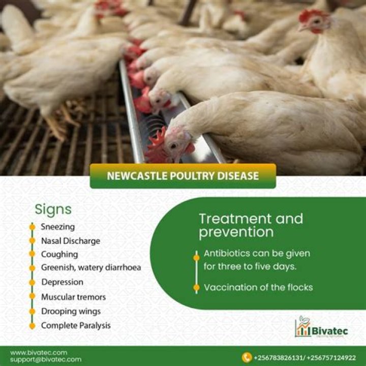 How do you treat Newcastle disease in chickens