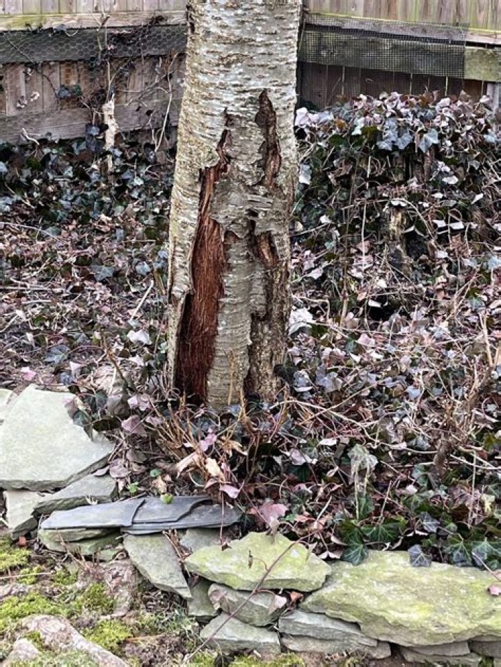 How do you treat split bark