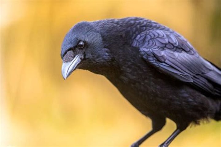 How does a crow looks like
