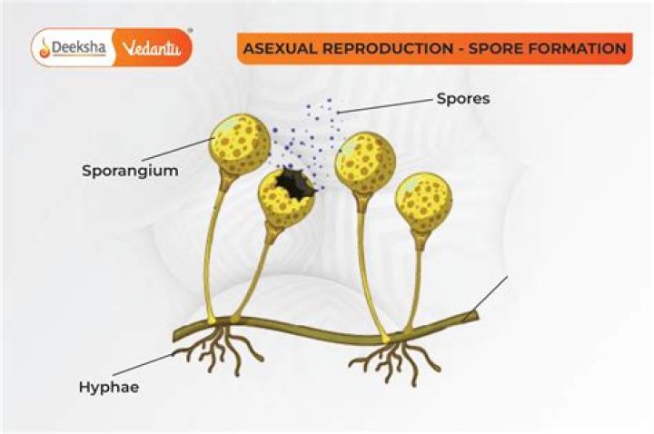 How does a spore reproduce