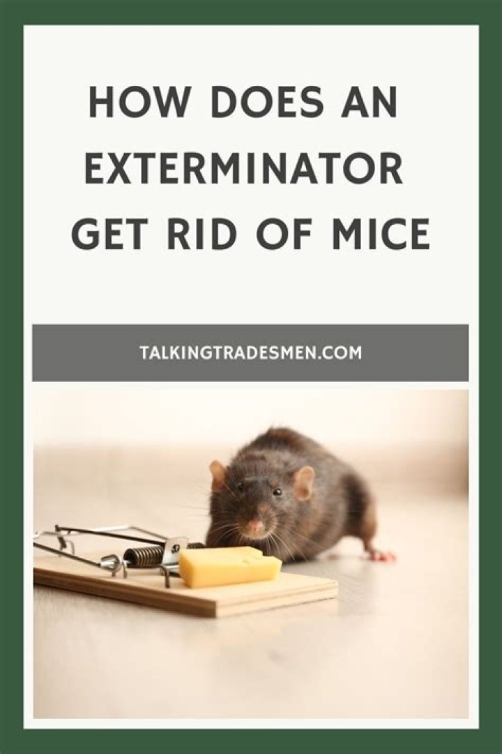 How does an exterminator get rid of mice