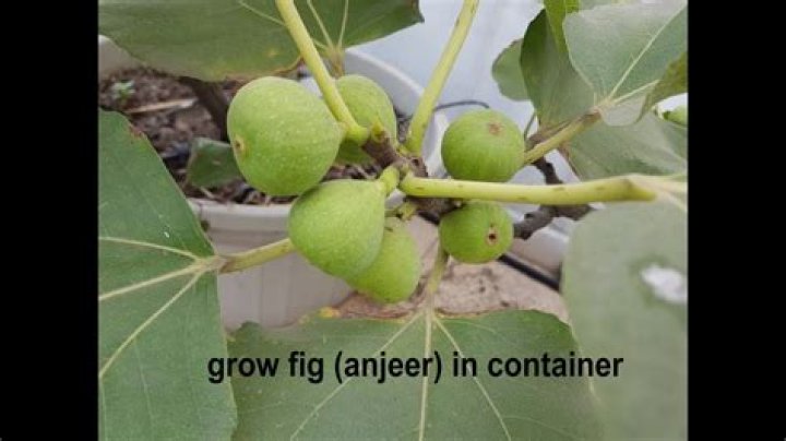 How does Anjeer grow