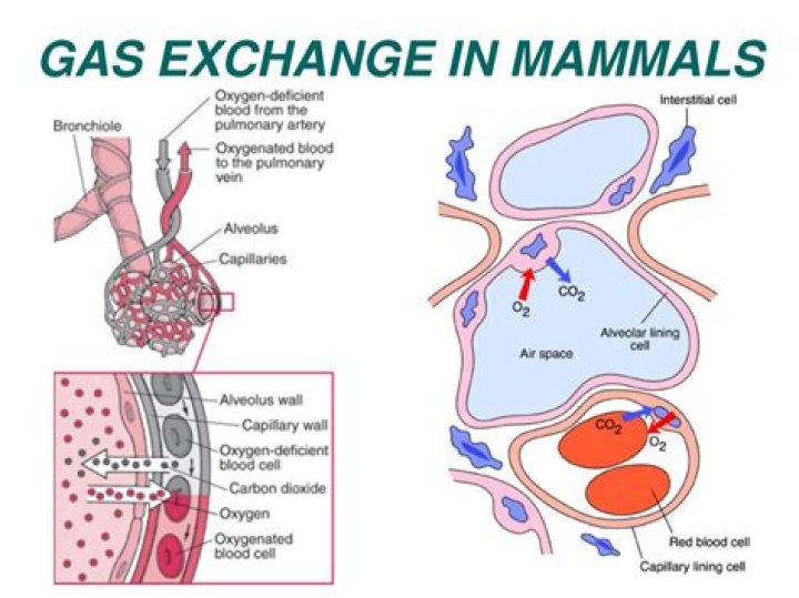 How does gas exchange occur in mammals