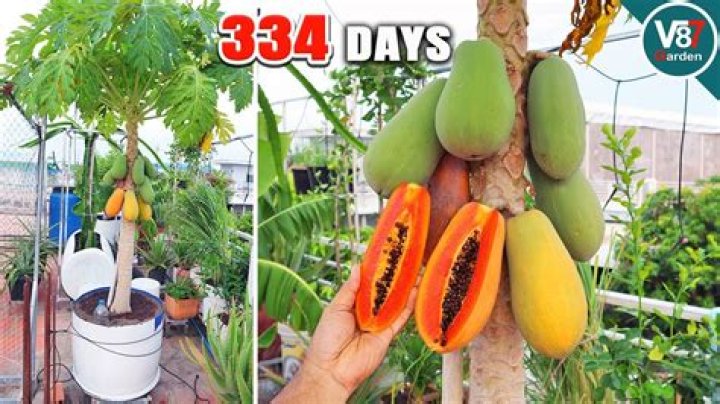 How does papaya fruit grow