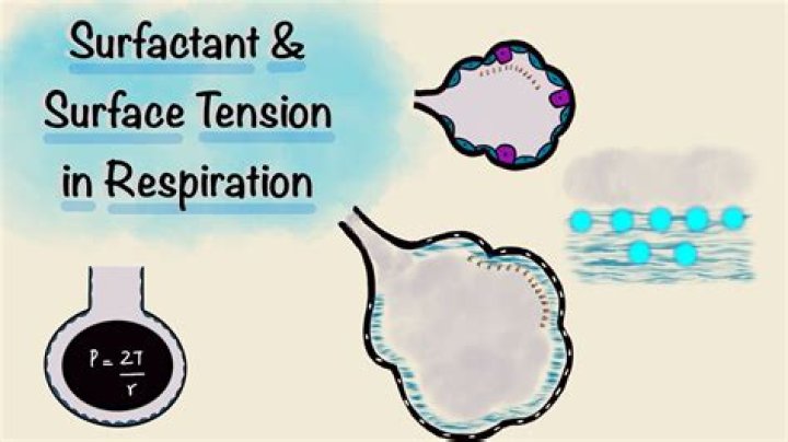 How does surface tension affect respiration