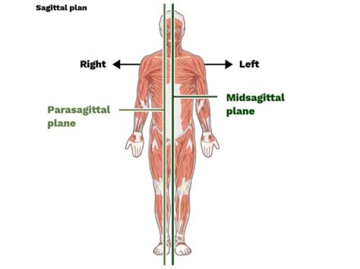 How does the midsagittal plane divide the body