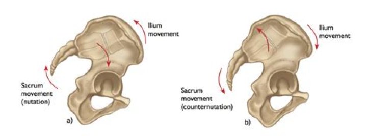 How does the sacroiliac joint move