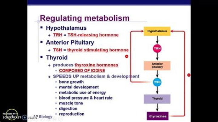 How does thyroxine affect metabolism