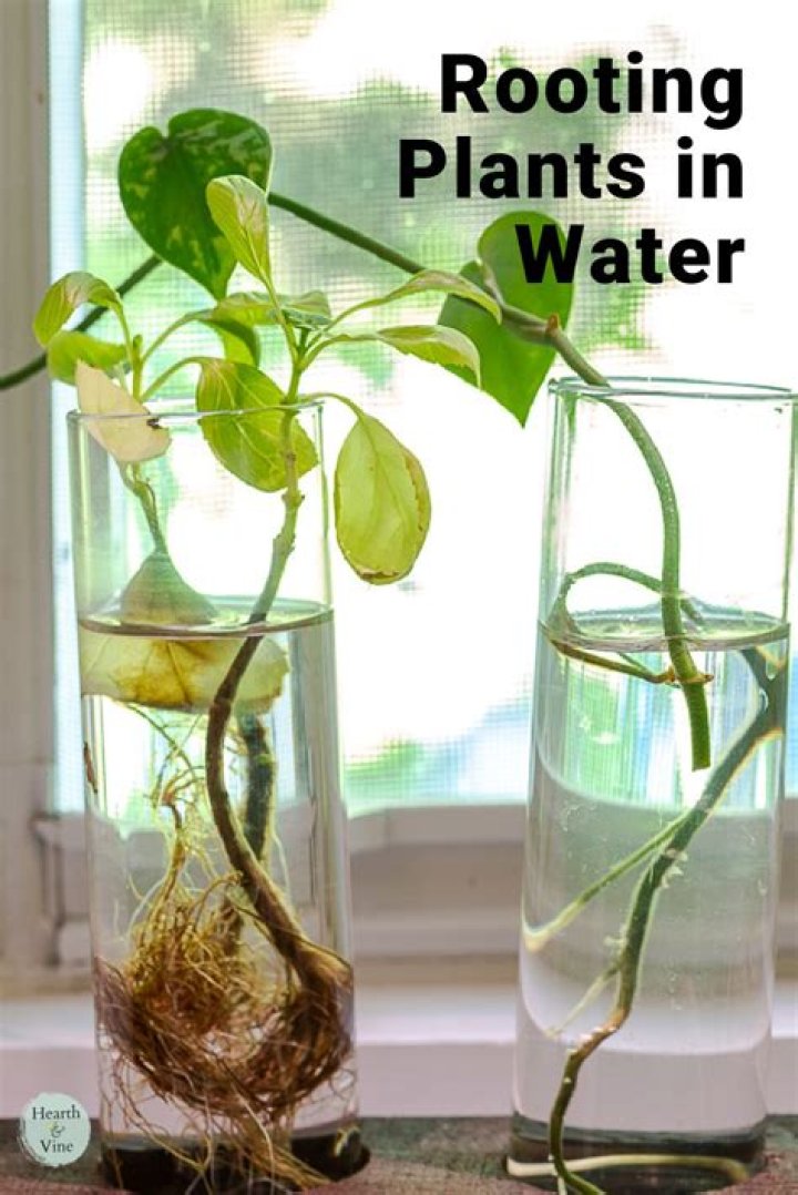 How does water make a plant grow