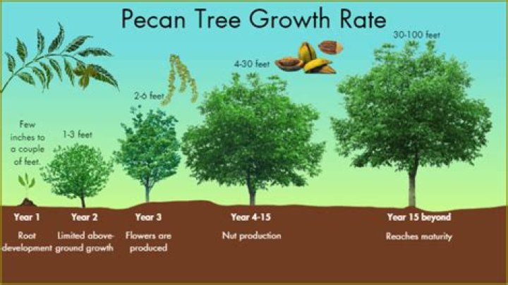 How far do pecan tree roots spread