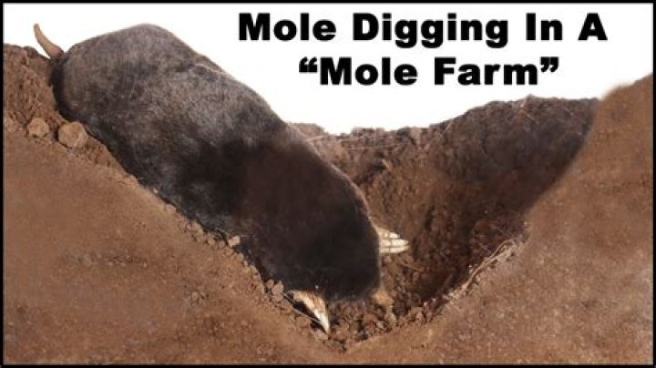 How fast can a mole move underground