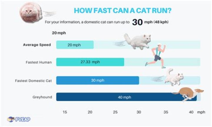 How fast can cats populate