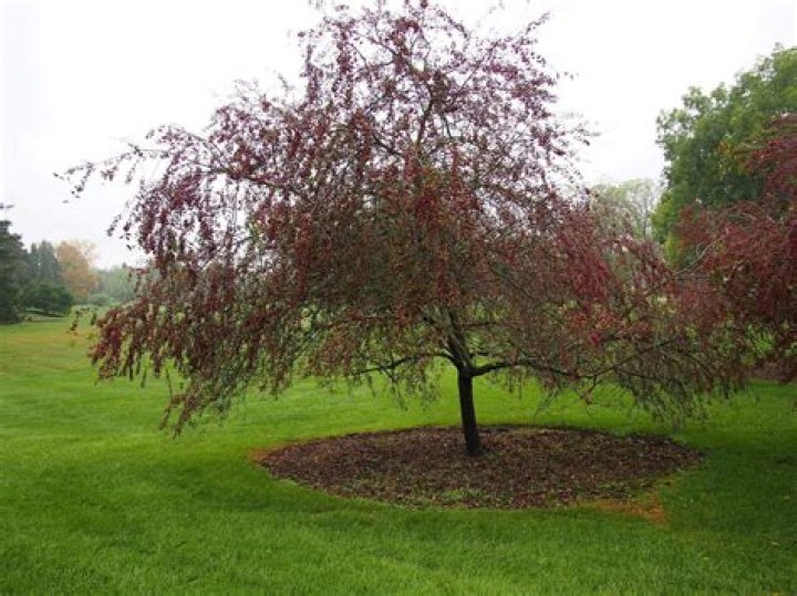 How fast do prairie fire crabapple trees grow