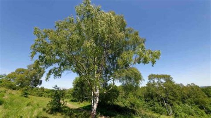 How fast do silver birch trees grow