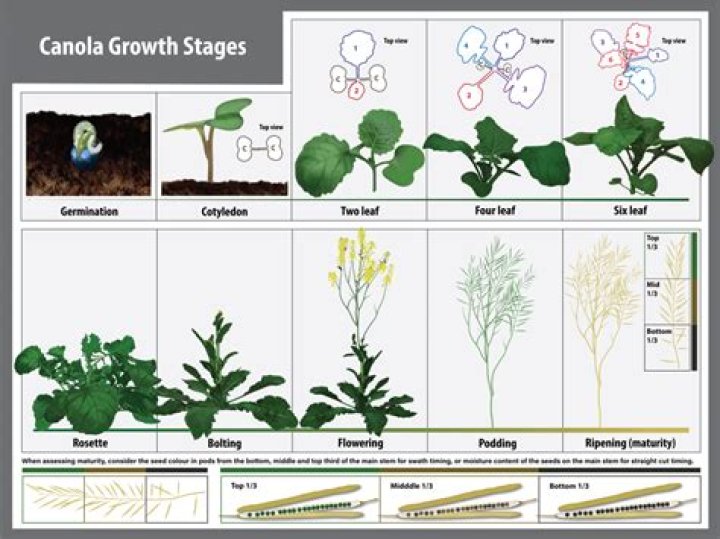 How fast does Brassica rapa grow