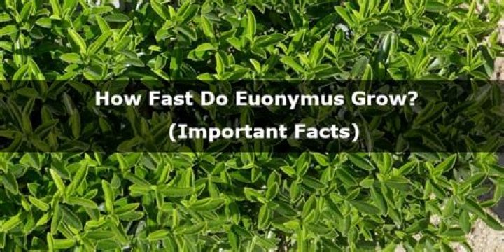 How fast does chollipo euonymus grow