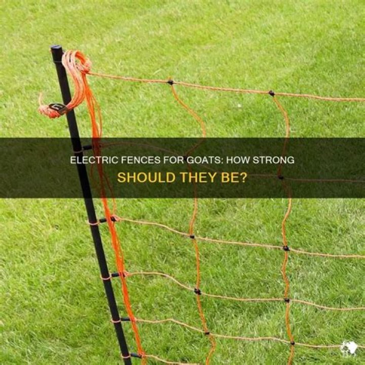 How high should electric fence be for goats
