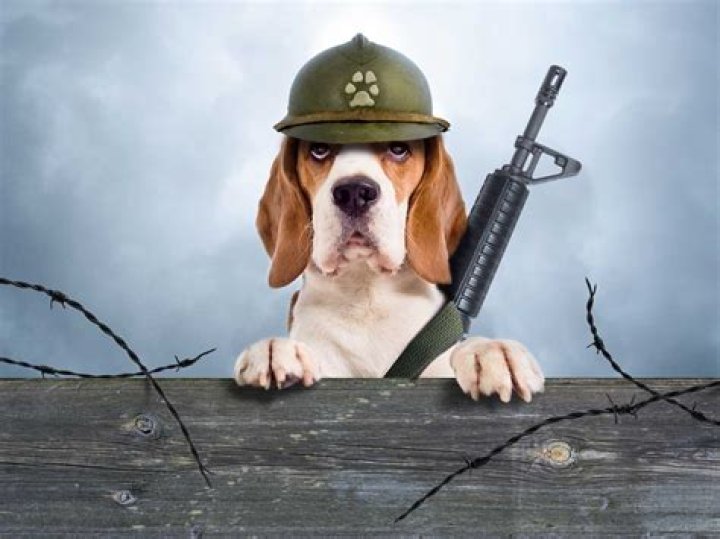 How is a guard dog trained