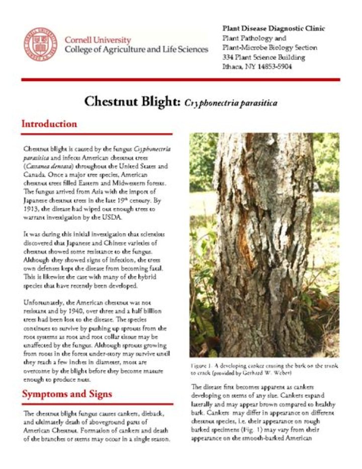 How is chestnut blight spread