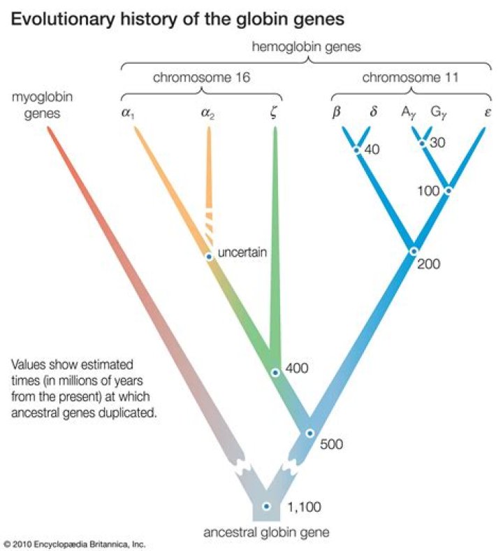 How is molecular biology evidence of evolution