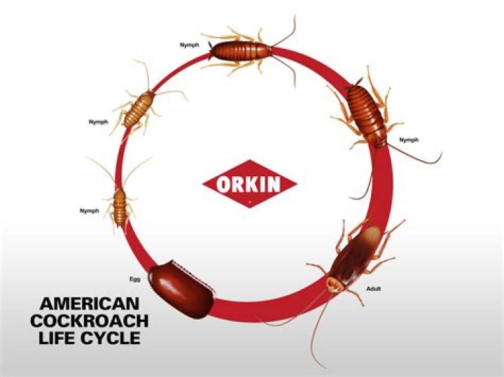 How long a roach can live
