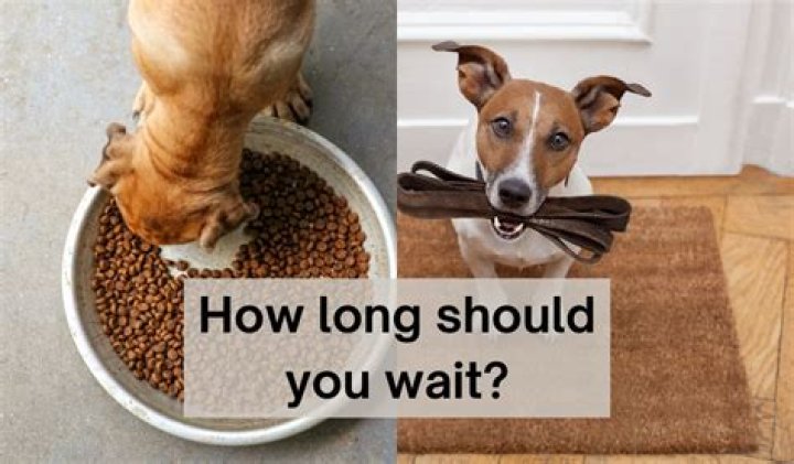 How long after dog eats to walk