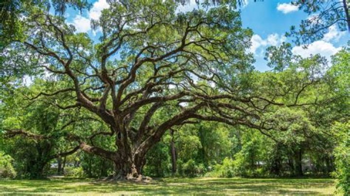 How long can a white oak tree live