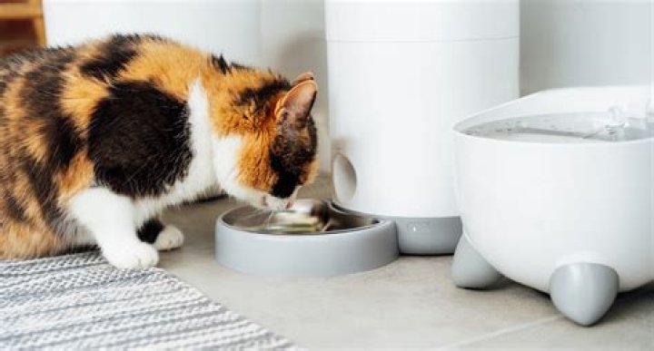 How long can you leave a cat unattended