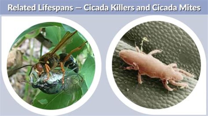How long do cicada killers live