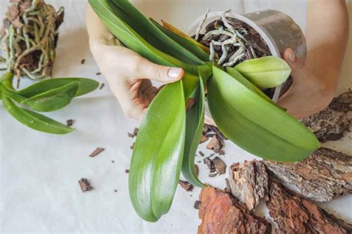 How long do Moth orchids bloom