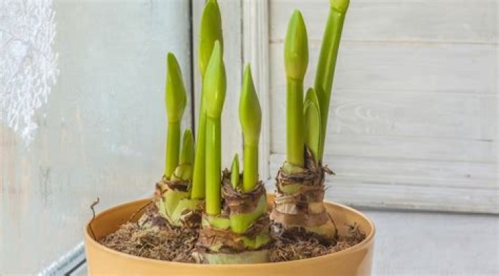 How long does an amaryllis last