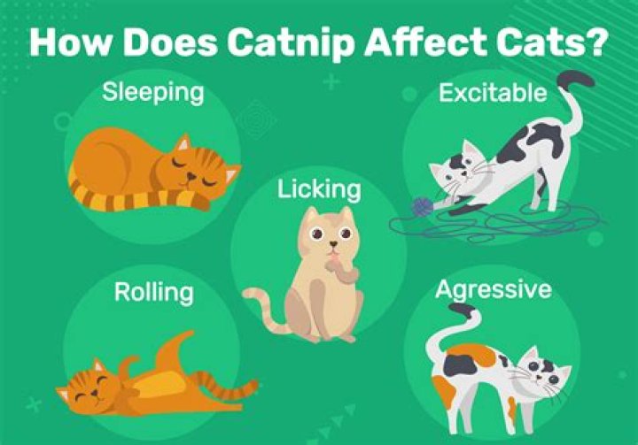 How long does catnip last for
