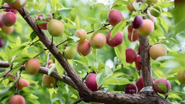 How long does it take a plum tree to mature