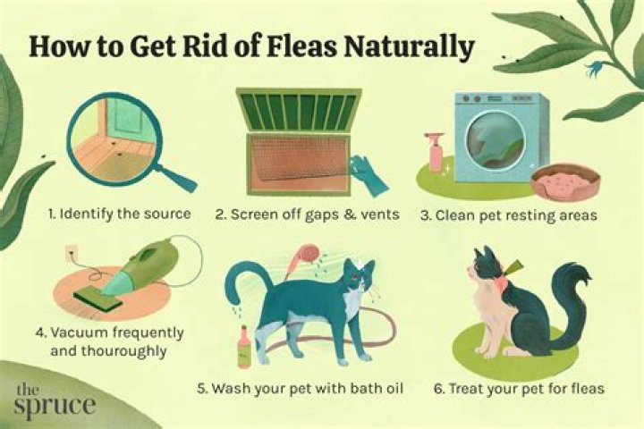 How long does it take foggers to kill fleas