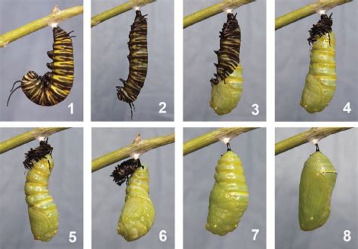 How long does it take for a chrysalis to hatch