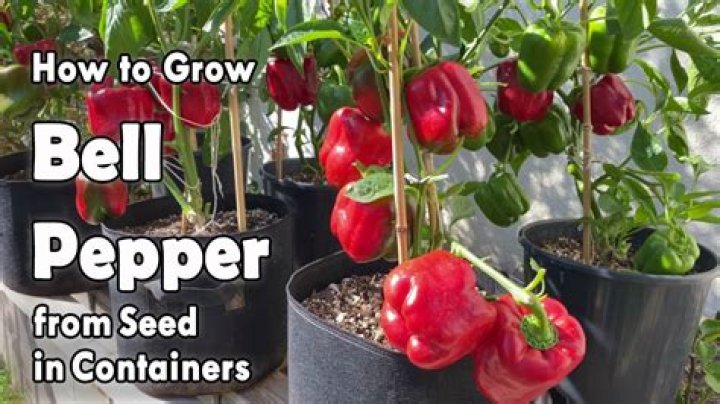 How long does it take for green bell peppers to grow