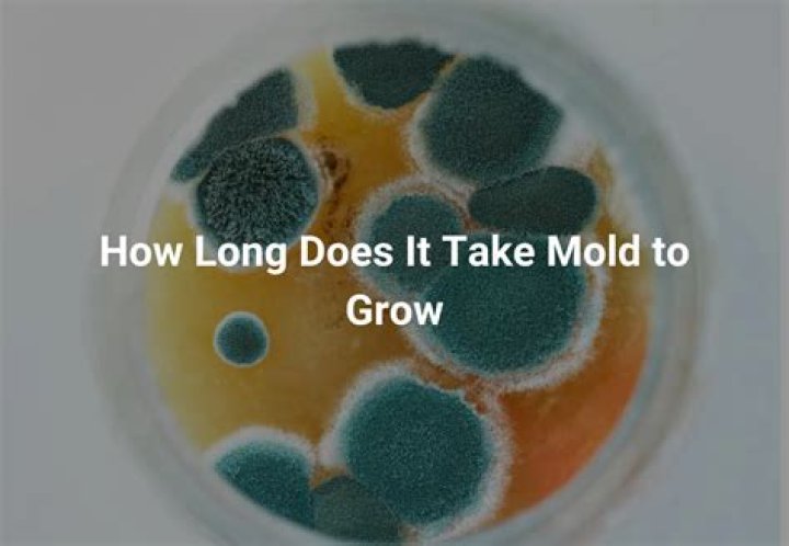 How long does it take for mold to grow in a crawl space