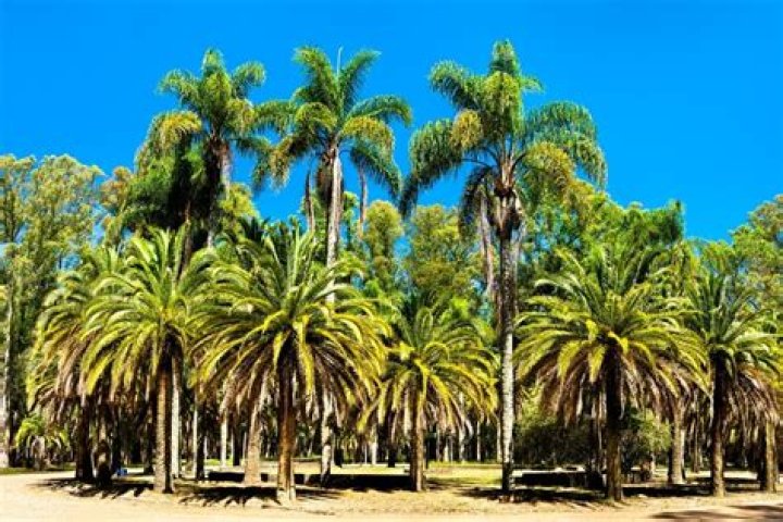How long does it take for palm trees to grow