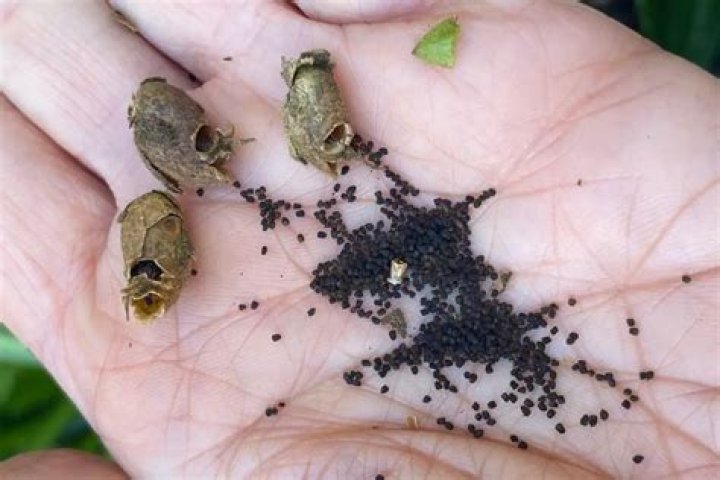 How long does it take for snapdragon seeds to germinate