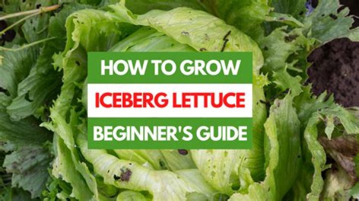 How long does it take iceberg lettuce to germinate