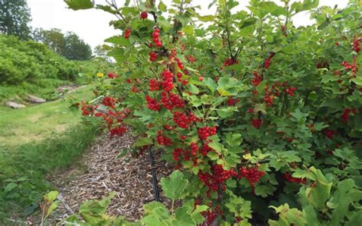 How long does it take to grow currants
